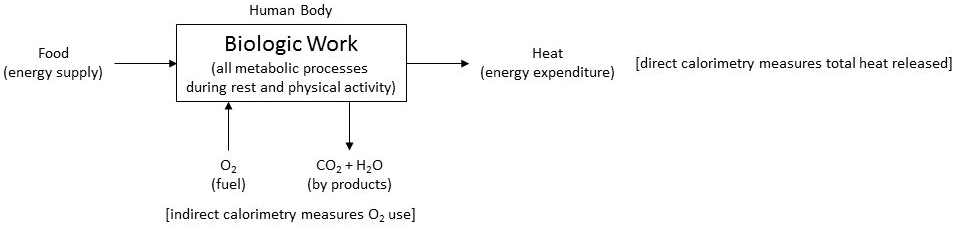 Energy expenditure 1