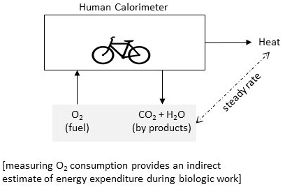 Energy expenditure 4